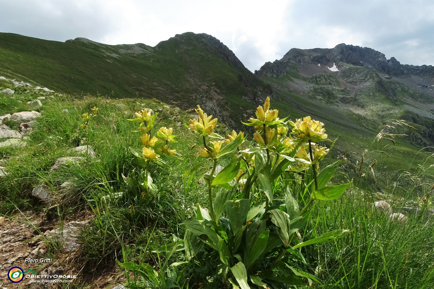 35 Genziana punteggiata (Gentiana punctata) con Zerna e Masoni .JPG